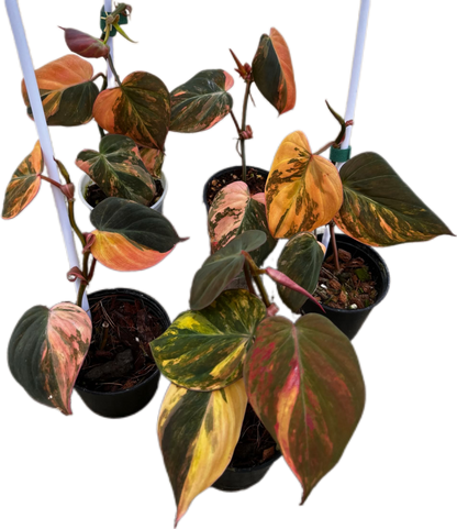 Philodendron Micans Pink Variegated 