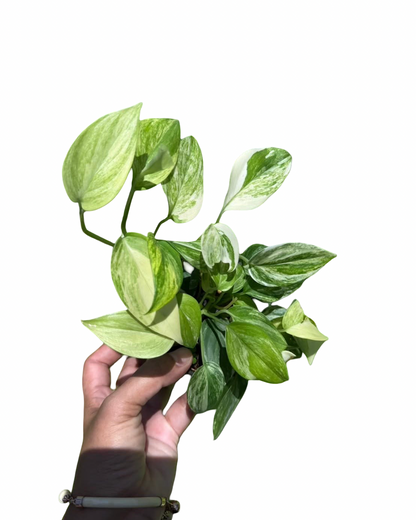 Scindapsus hederaceus ‘Blue Aurea’ Variegated — Set of 10 Plants