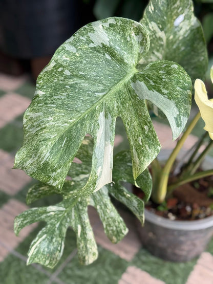 Monstera Thai Constellation “Platinum ” Mutation – (Actual Plant)