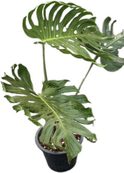 Monstera deliciosa ‘Tattoo ’ – Rare Collector’s Plant (Big Mature Size)