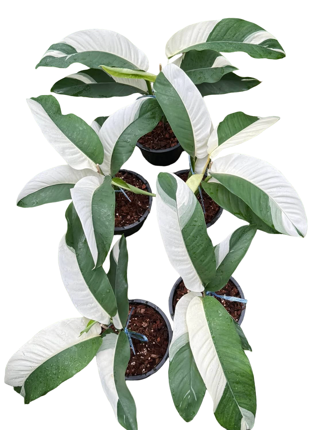 Epipremnum Giganteum Albo Variegated Set of 3 Plants