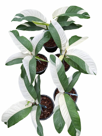 Epipremnum Giganteum Albo Variegated Set of 3 Plants