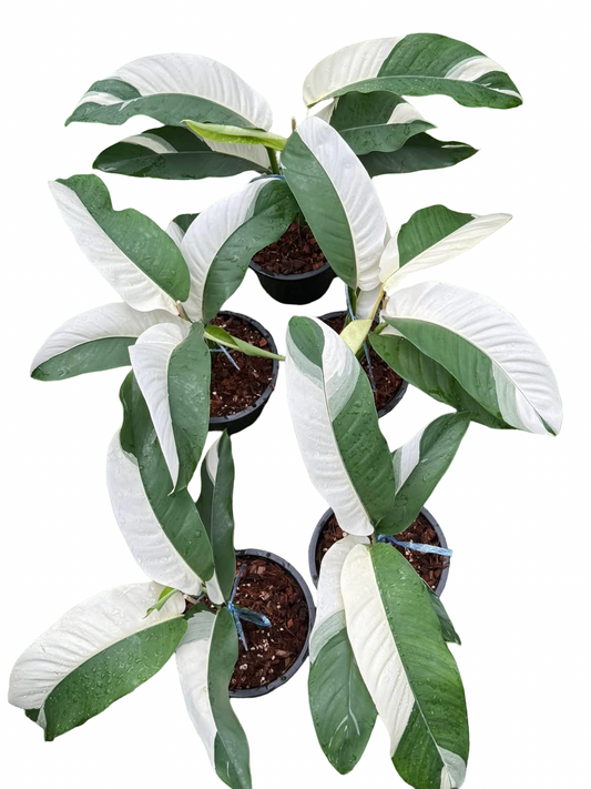 Epipremnum Giganteum Albo Variegated Set of 3 Plants