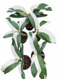 Epipremnum Giganteum Albo Variegated Set of 3 Plants