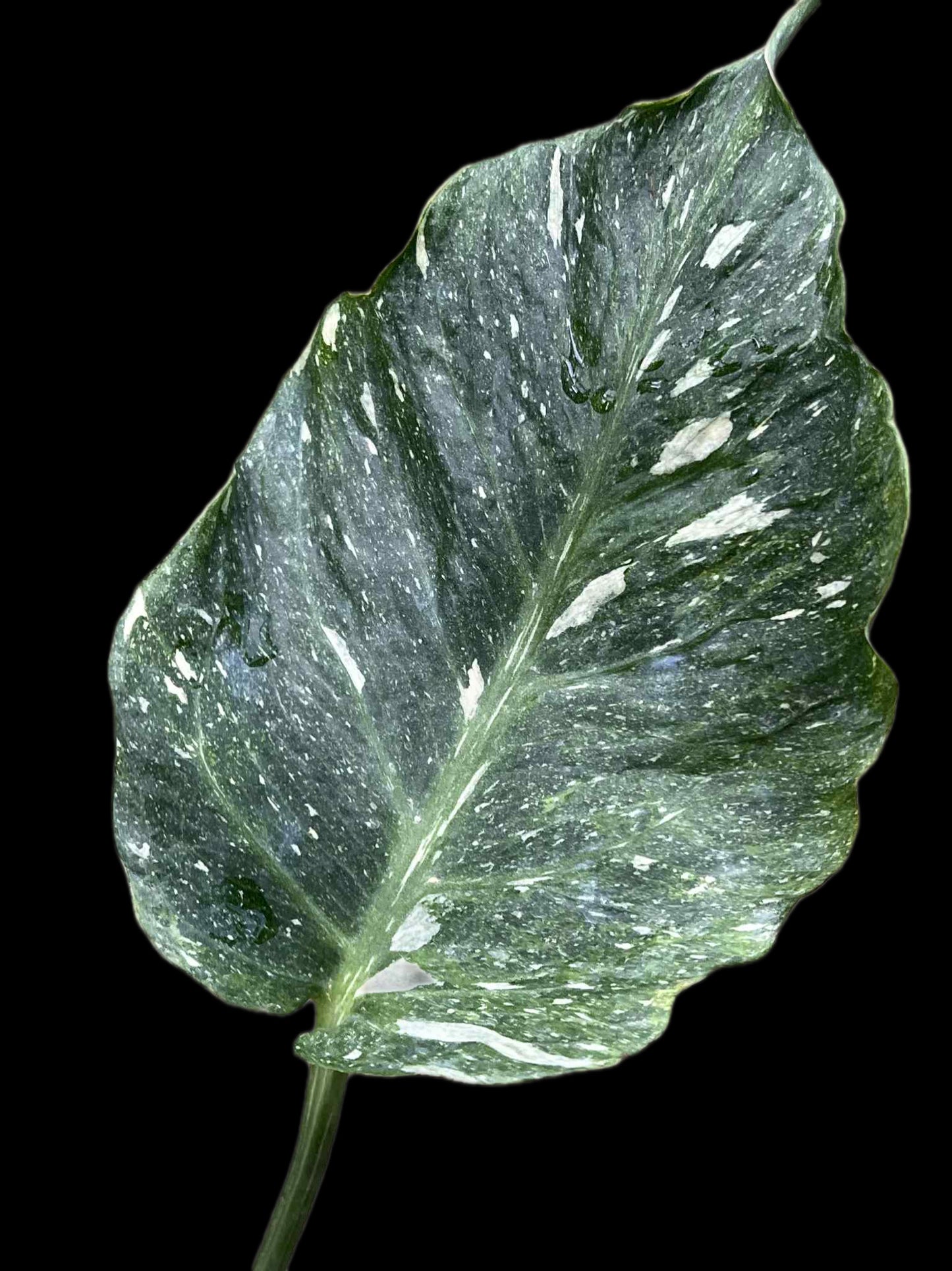 Monstera Deliciosa “NOID Tricolor” — Actual Plant (Rare)