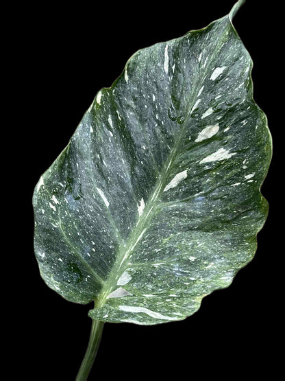 Monstera Deliciosa “NOID Tricolor” — Actual Plant (Rare)