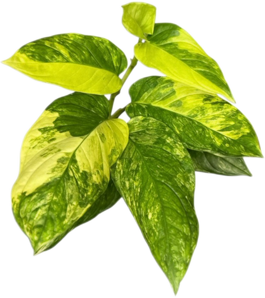 Monstera Obliqua ‘Mayuna’ Variegated – Set of 10