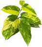 Monstera Obliqua ‘Mayuna’ Variegated – Set of 10