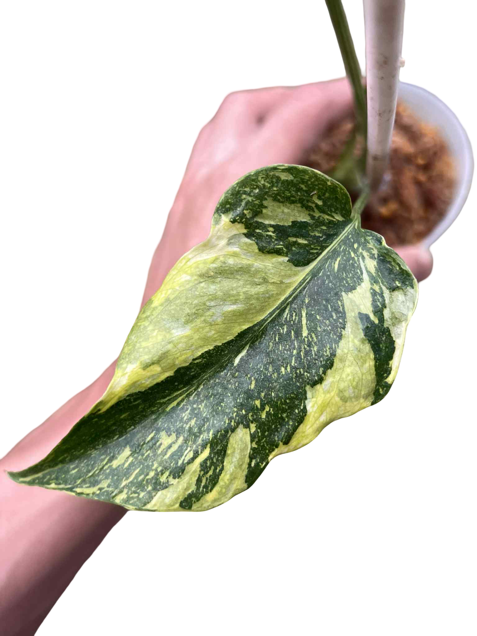 Monstera Deliciosa “Electrolight Tricolor” — Actual Plant (Rare)