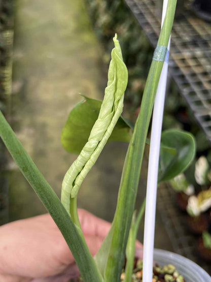 Monstera Deliciosa “Green Coral” — Actual Plant (Rare)