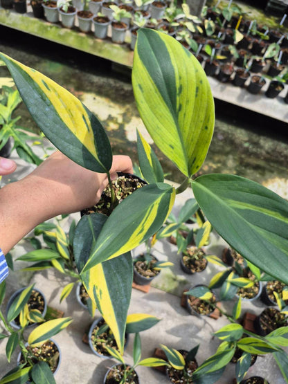 Scindapsus Rupestris Variegated (Set of 5)