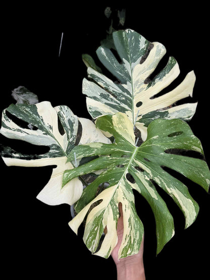 Monstera Deliciosa “Yakuza” Variegation – (Actual Plant)