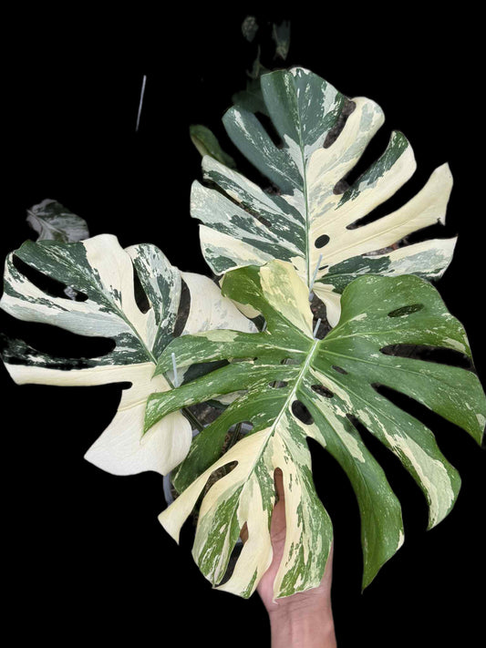 Monstera Deliciosa “Yakuza” Variegation – (Actual Plant)