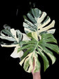 Monstera Deliciosa “Yakuza” Variegation – (Actual Plant)