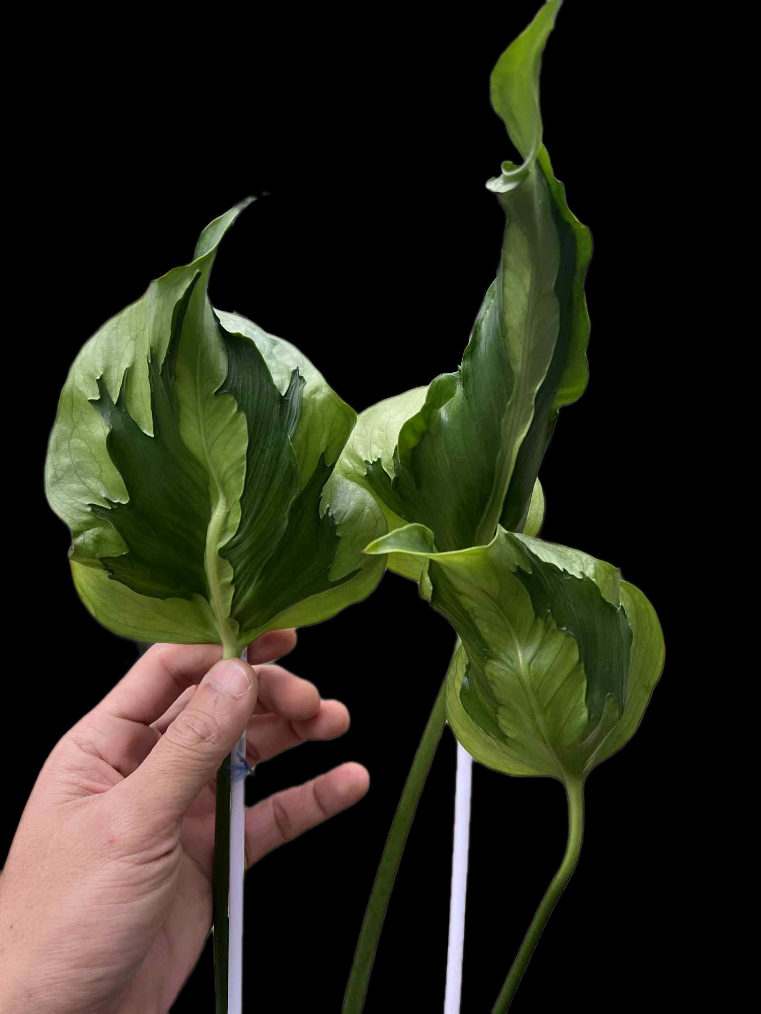 Monstera Deliciosa “Hurricane” (Rooted) — Actual Plant (Rare)