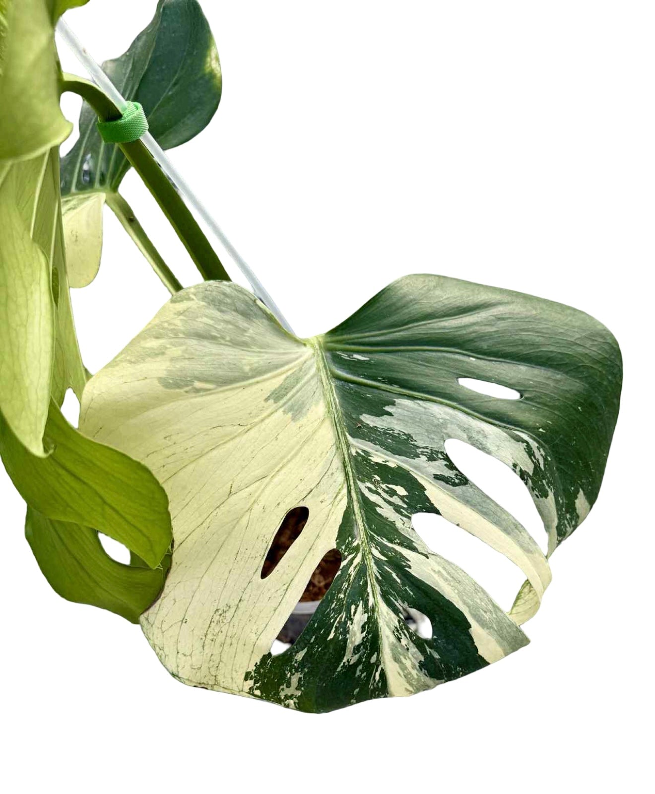 Monstera Deliciosa Variegated (Grown from Seed) NOID – Actual Plant