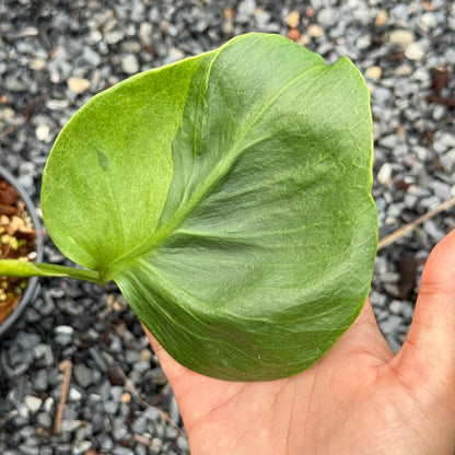 Monstera Deliciosa (Grown from Seed) NOID – Actual Plant