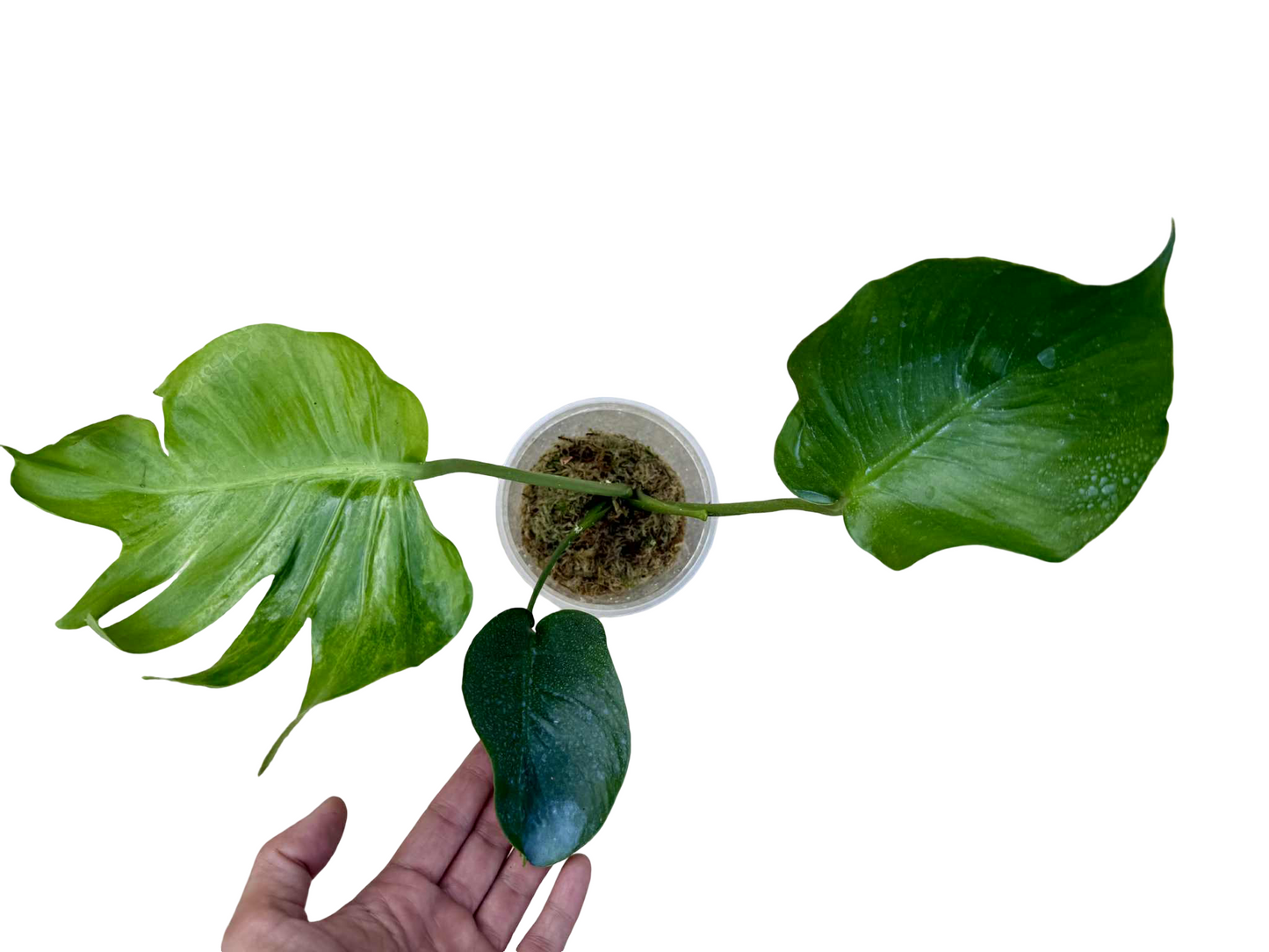 Monstera Deliciosa NOID- Actual Plant