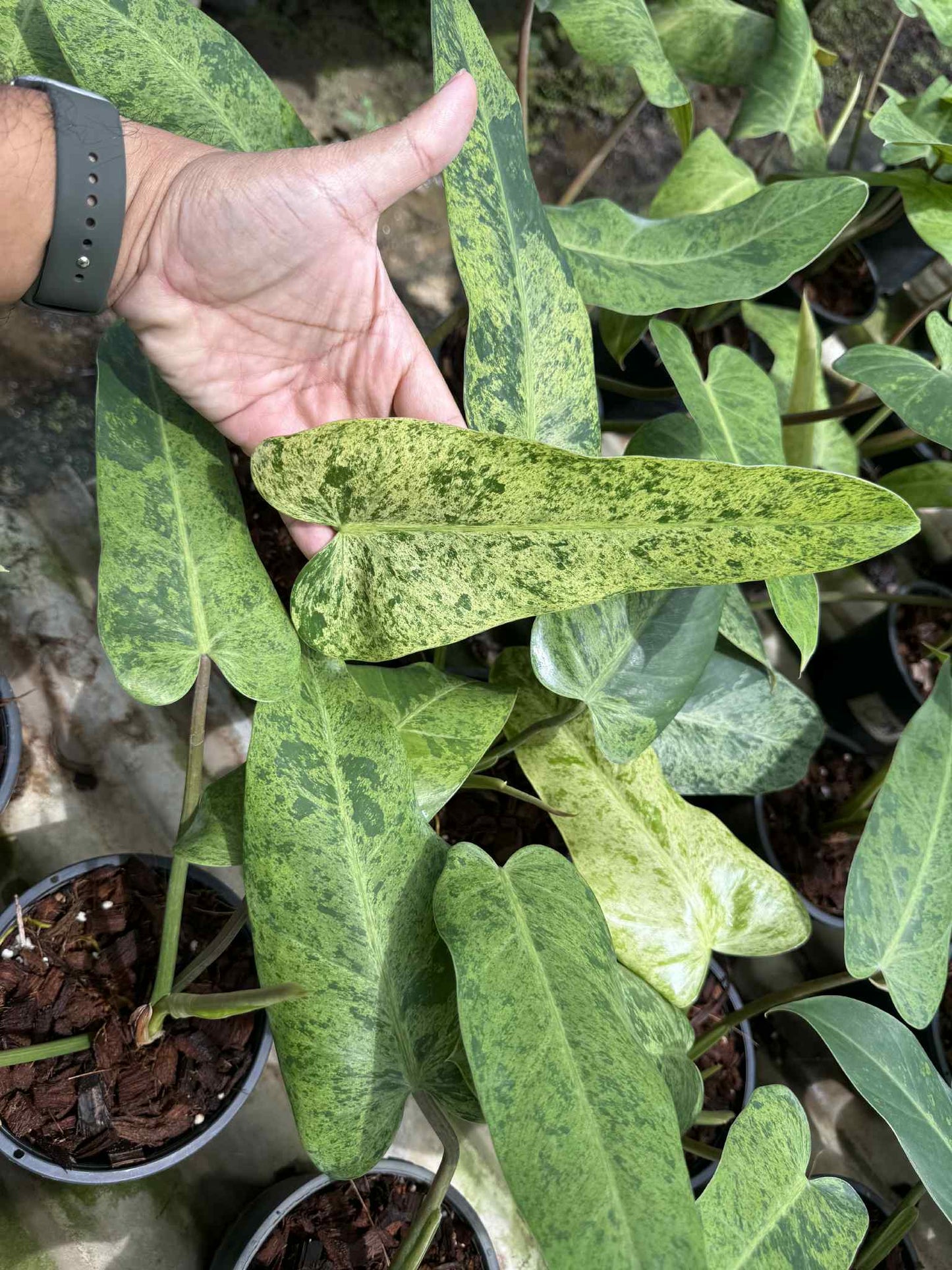 Philodendron Whipple Way Mint Variegated Set of 5 Plants
