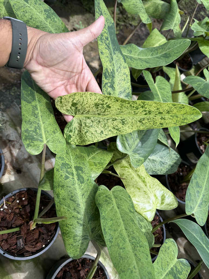 Philodendron Whipple Way Mint Variegated Set of 5 Plants