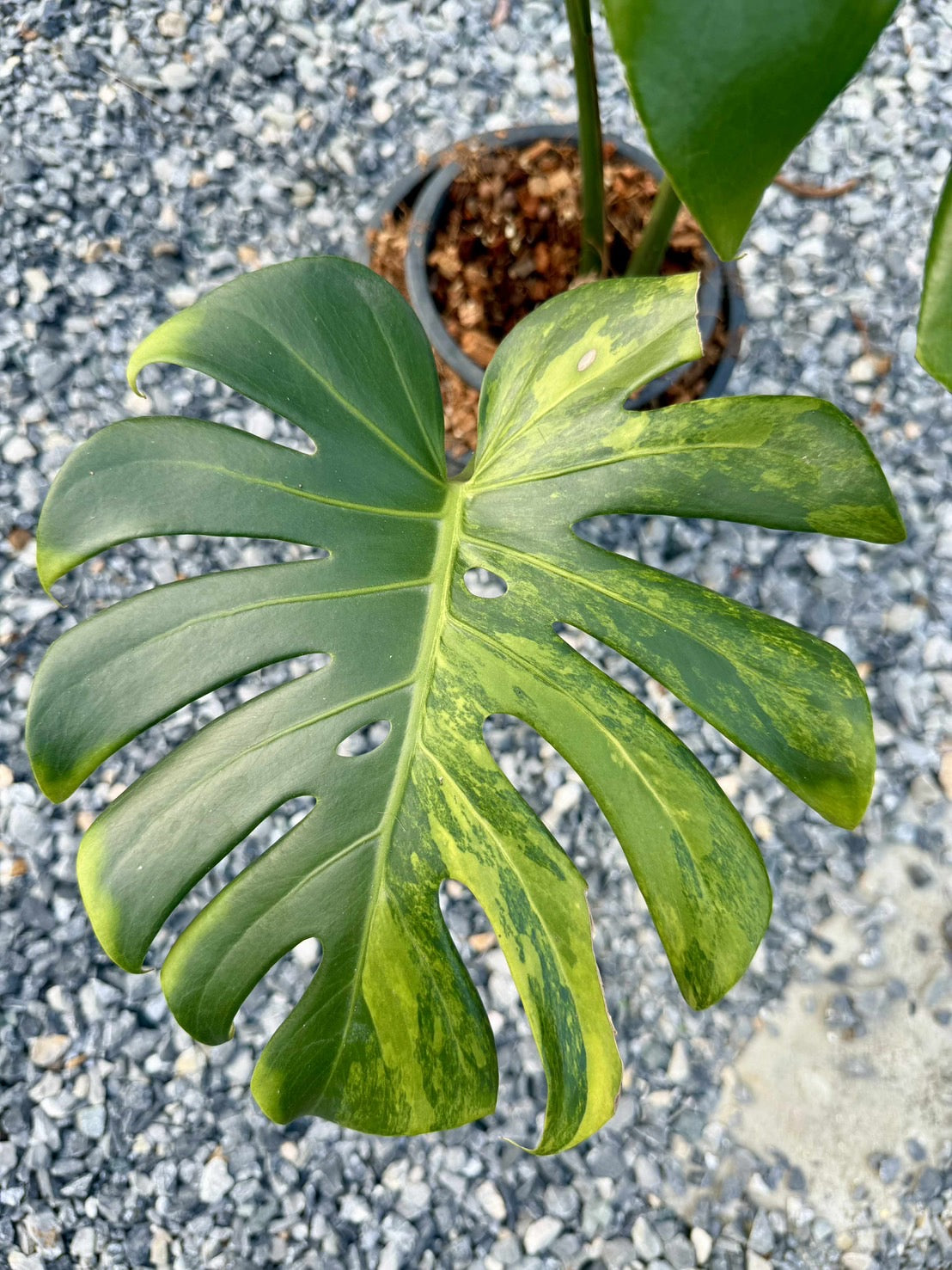 Monstera Deliciosa Yellow Variegated (Grown from Seed) NOID – Actual Plant