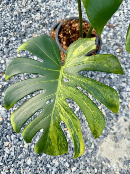 Monstera Deliciosa Yellow Variegated (Grown from Seed) NOID – Actual Plant