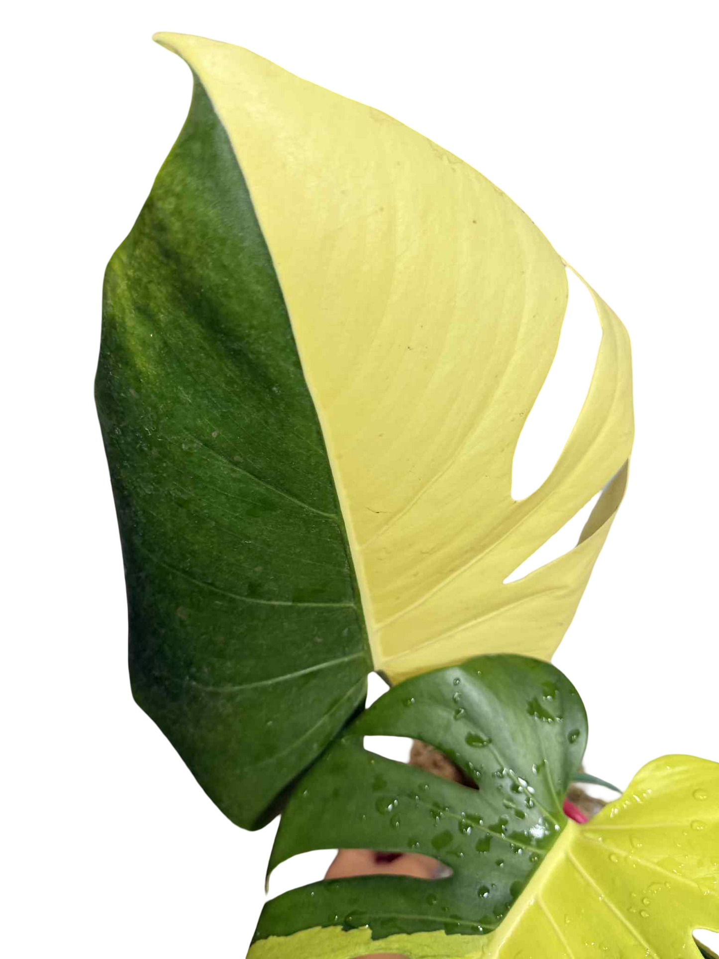 Monstera Deliciosa “Neon” (Yellow Cheese) Variegated – Actual Plant