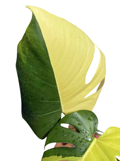 Monstera Deliciosa “Neon” (Yellow Cheese) Variegated – Actual Plant