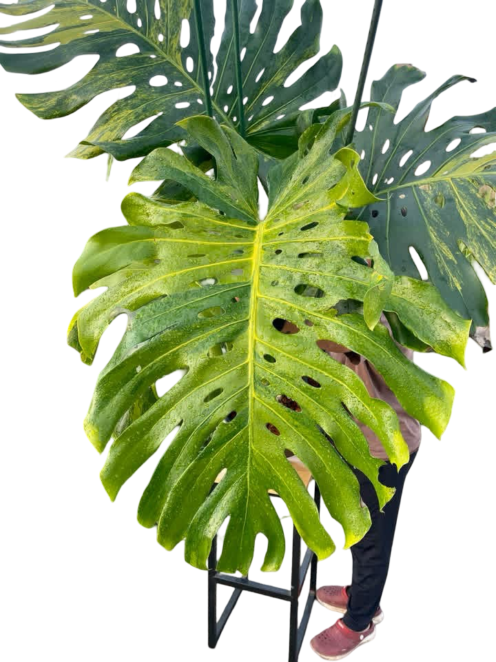 Monstera Deliciosa “Pumpkin” – (Actual Plant) Big Size