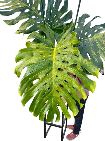 Monstera Deliciosa “Pumpkin” – (Actual Plant) Big Size