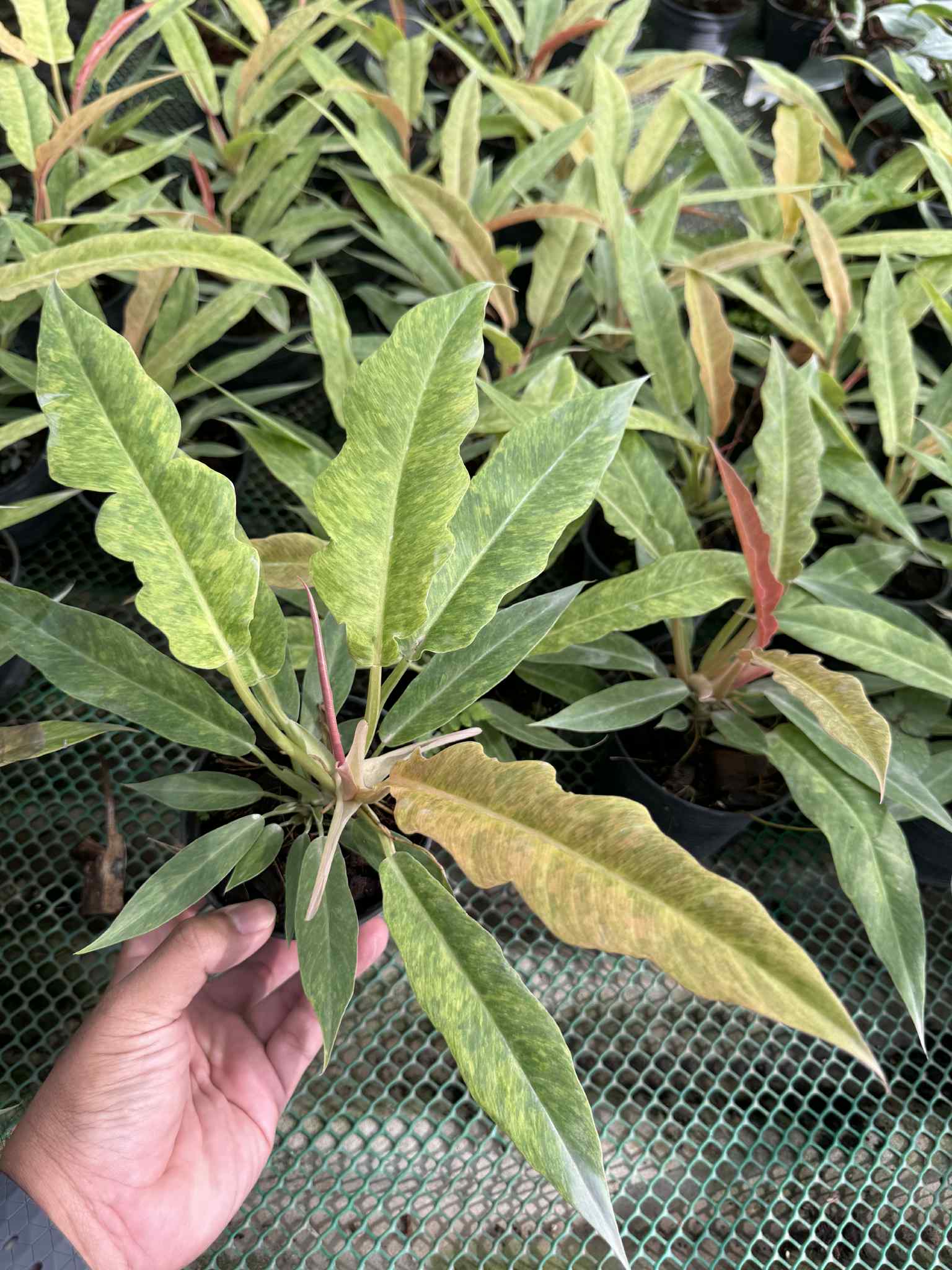 Philodendron Seratum Aurea Marble Variegated – Wholesale Set of 10 Plants 