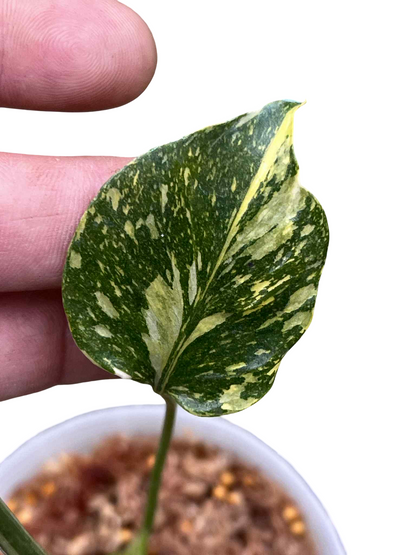 Monstera Deliciosa “Electrolight Tricolor” — Actual Plant (Rare)