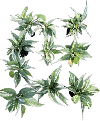Philodendron Hederaceum “Rio” Variegated – Set of 10 Plants