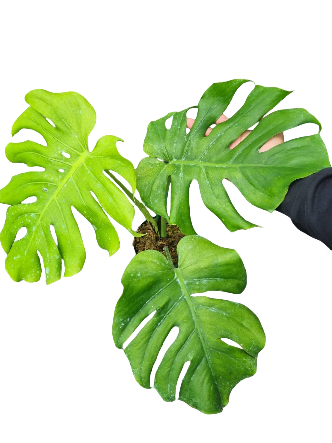 Monstera Deliciosa “NOID” - Actual Plant