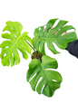 Monstera Deliciosa “NOID” - Actual Plant