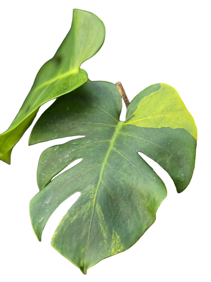 orange monstera Monstera Deliciosa “Orange Rusty” – Actual Plant – FloristaPearl Garden