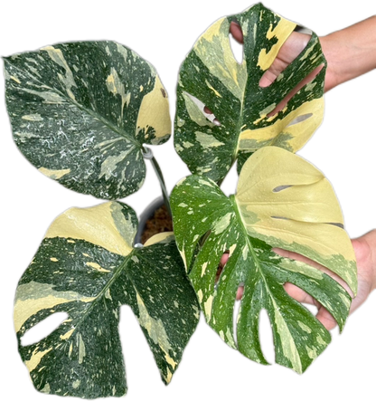 Monstera Deliciosa “Ivory” 