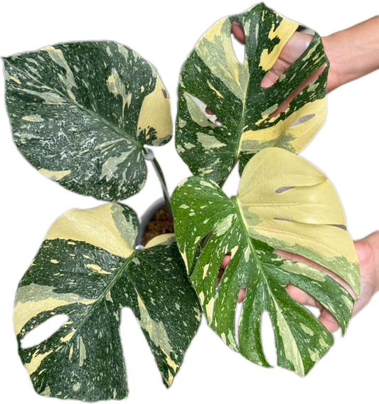 Monstera Deliciosa “Ivory” 