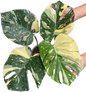 Monstera Deliciosa “Ivory” 