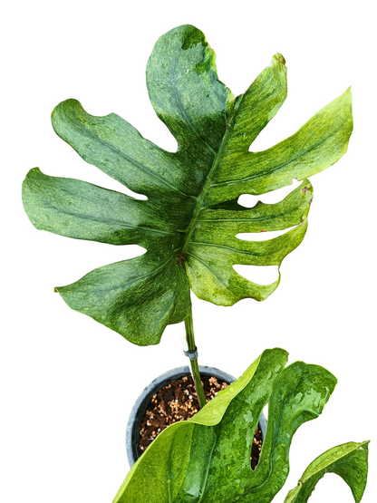 Monstera deliciosa ‘NOID’ – Rare Variegated Form (Actual Plant)