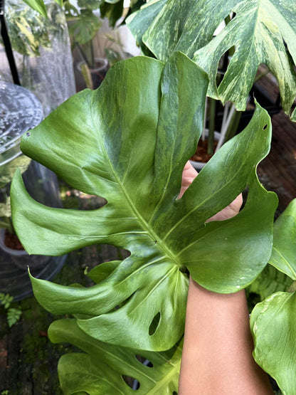 Monstera Deliciosa (Green on Green) NOID – Actual Plant