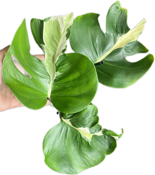 Monstera Deliciosa “White Lava” Variegated