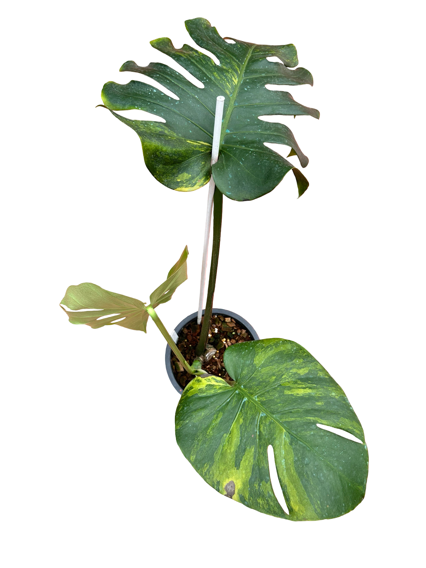 Monstera Deliciosa “Golden Mint” –  (Actual Plant)