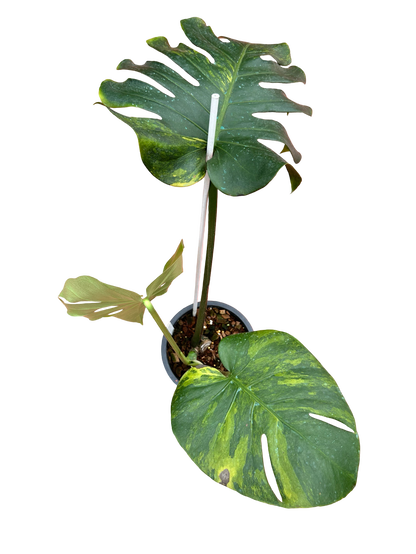 Monstera Deliciosa “Golden Mint” –  (Actual Plant)
