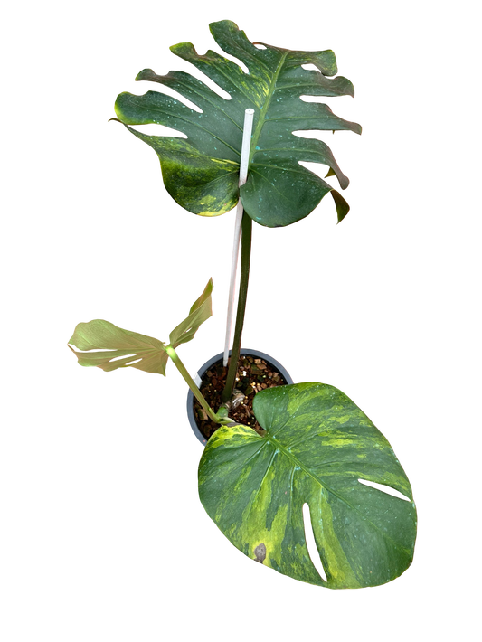 Monstera Deliciosa “Golden Mint” –  (Actual Plant)