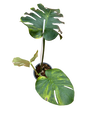 Monstera Deliciosa “Golden Mint” –  (Actual Plant)