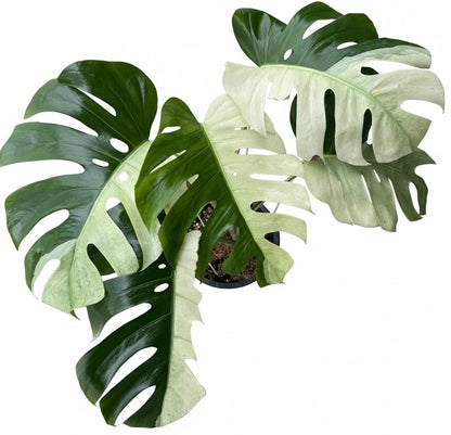 Monstera Borsigiana “Brazilian Form” Mint Variegated – Big Mature Form (Exact Plant Shown)