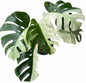 Monstera Borsigiana “Brazilian Form” Mint Variegated – Big Mature Form (Exact Plant Shown)
