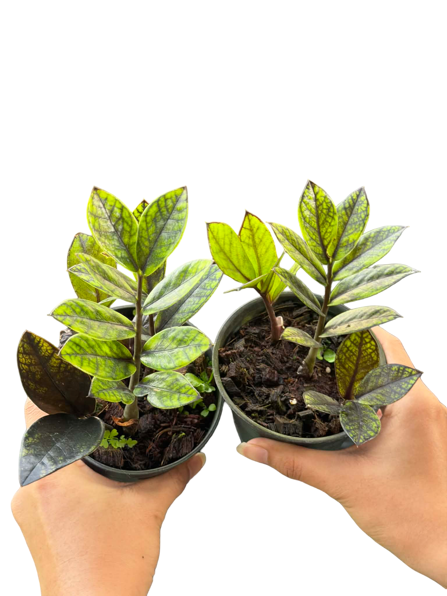 Zamioculcas zamiifolia ‘Black Variegated’ – Set of 10 Plants (Variegated Black ZZ Plant)