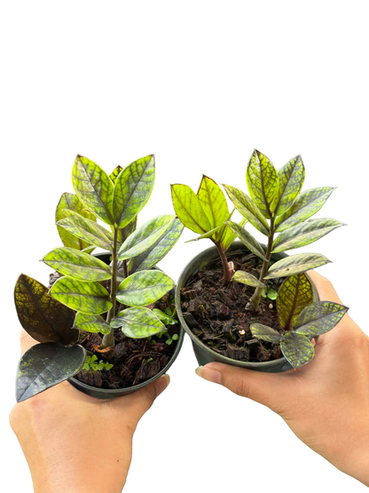 Zamioculcas zamiifolia ‘Black Variegated’ – Set of 10 Plants (Variegated Black ZZ Plant)